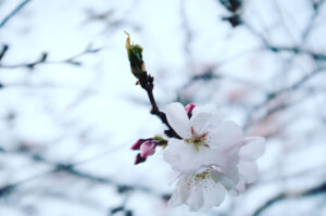 Almond Blossom